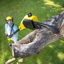 Best Commercial Tree Services  in Shelby, MS